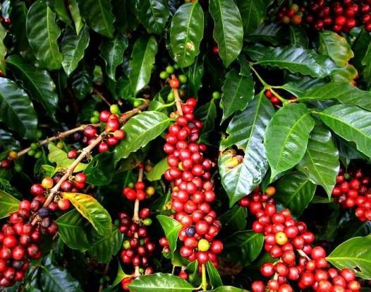 KAHVE FIDANI (Coffea Arabica 2.5 YAS (COK OZEL URUN SINIRLI STOK)